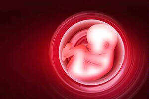 Fetus.jpg