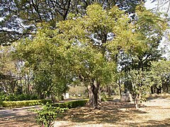 240px-Neemtree.jpg