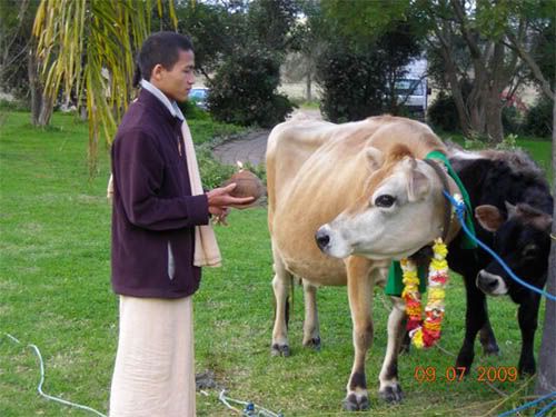 cow_puja.jpg