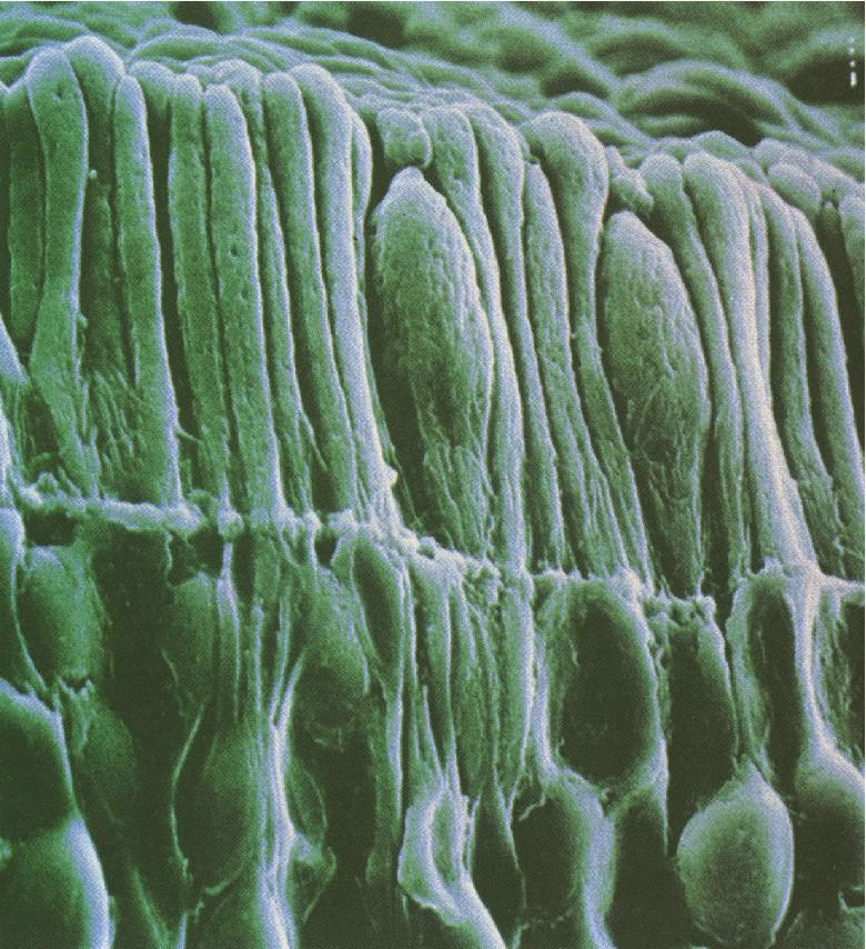fig3-61retinarods-conesBIG.jpg