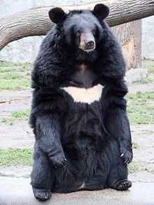 blackBear.JPG