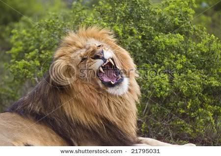stock-photo-a-large-and-angry-lion-.jpg