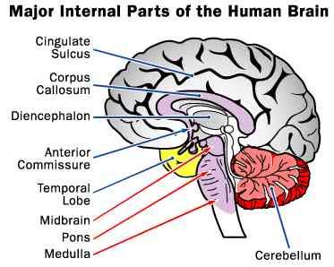 human_brain_major_internal_parts.jpg