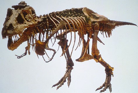 dinosaur-fossil.jpg