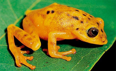 0202frog_india.jpg