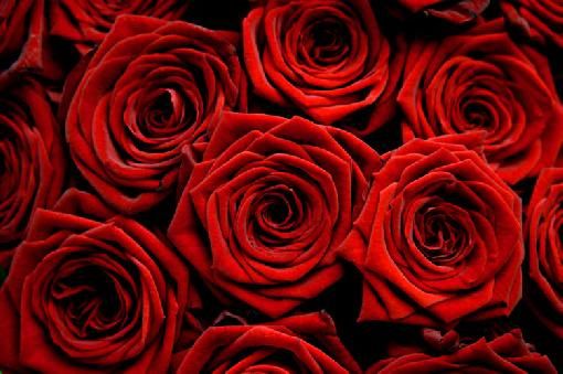 red_roses-13090.jpg
