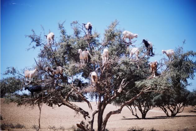 Goats1_182904.jpg