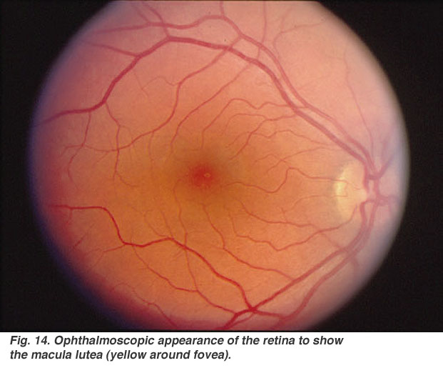 retina.jpeg