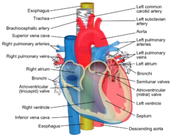 250px-Relations_of_the_aorta_trache.png