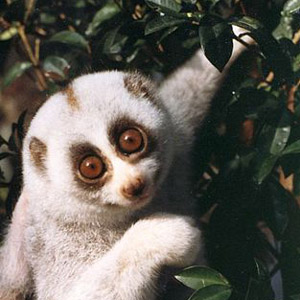 Lemur.jpg
